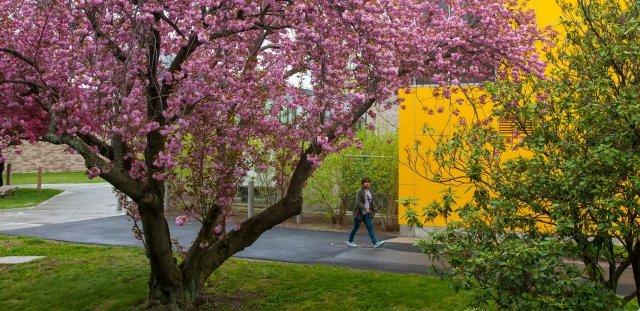 学生走在阿尔杰大厅和一棵粉红色的樱桃树旁边